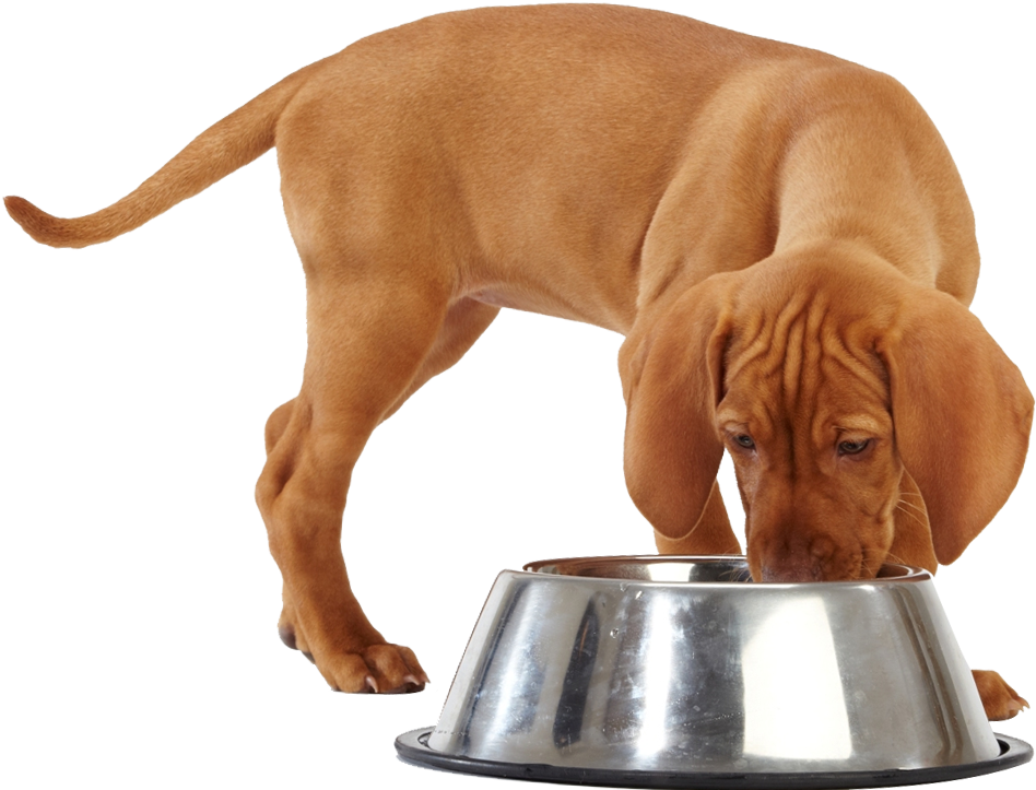Click Here For A Complete Breakdown Of What's Inside - Dog Eating (990x722), Png Download