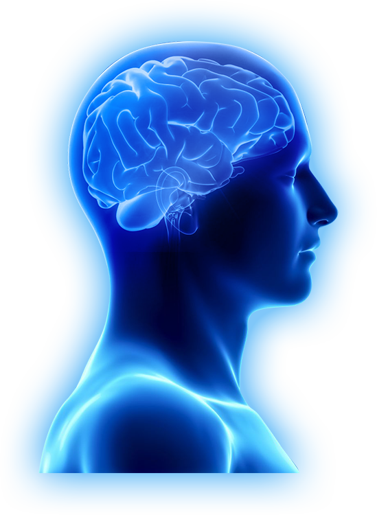 Are Brain Supplements Only For The Aging Brain - Brain Images In Png (549x750), Png Download