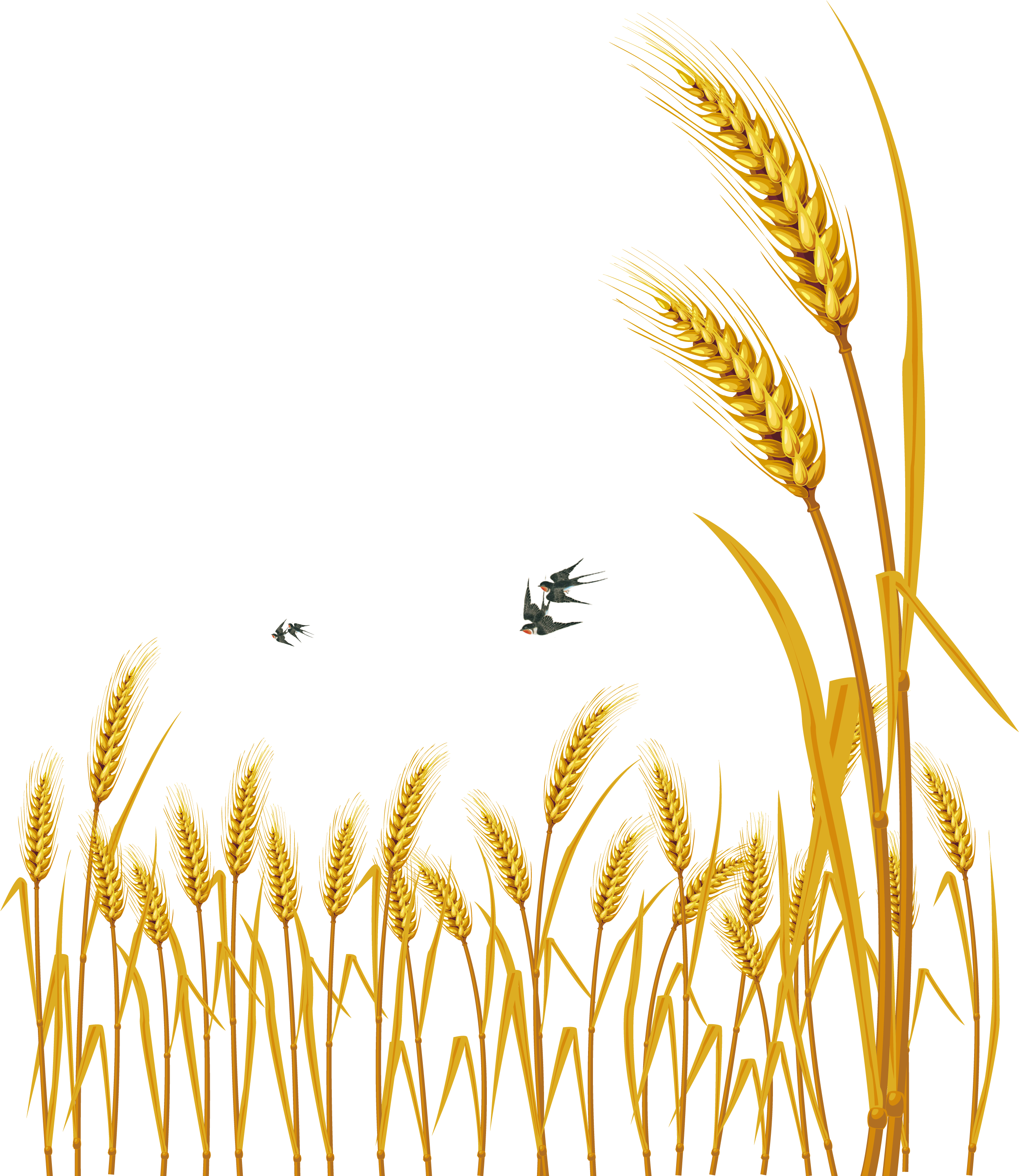 Hand Painted Cartoon Delicate Wheat Decorative - Free Vector Wheat (3000x3661), Png Download