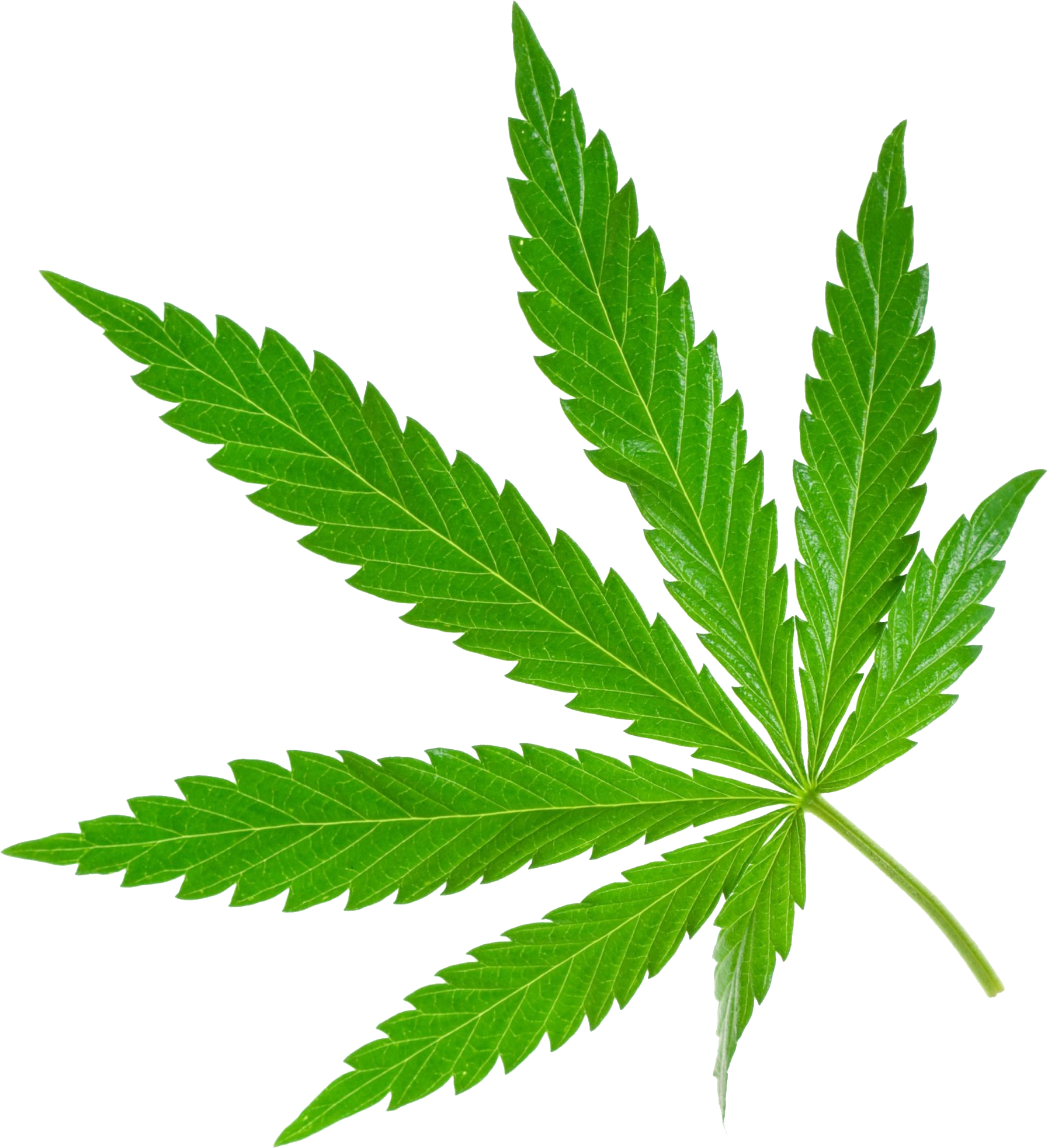 Cannabis Png (1794x1966), Png Download