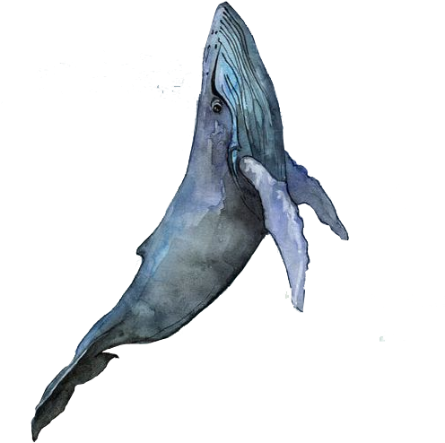 Visual Arts Watercolor Landscape Watercolor Painting - Whale Drawing (806x832), Png Download