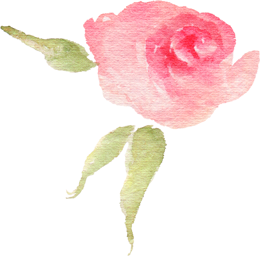 Pink Watercolor Flower Bud - Garden Roses (910x900), Png Download