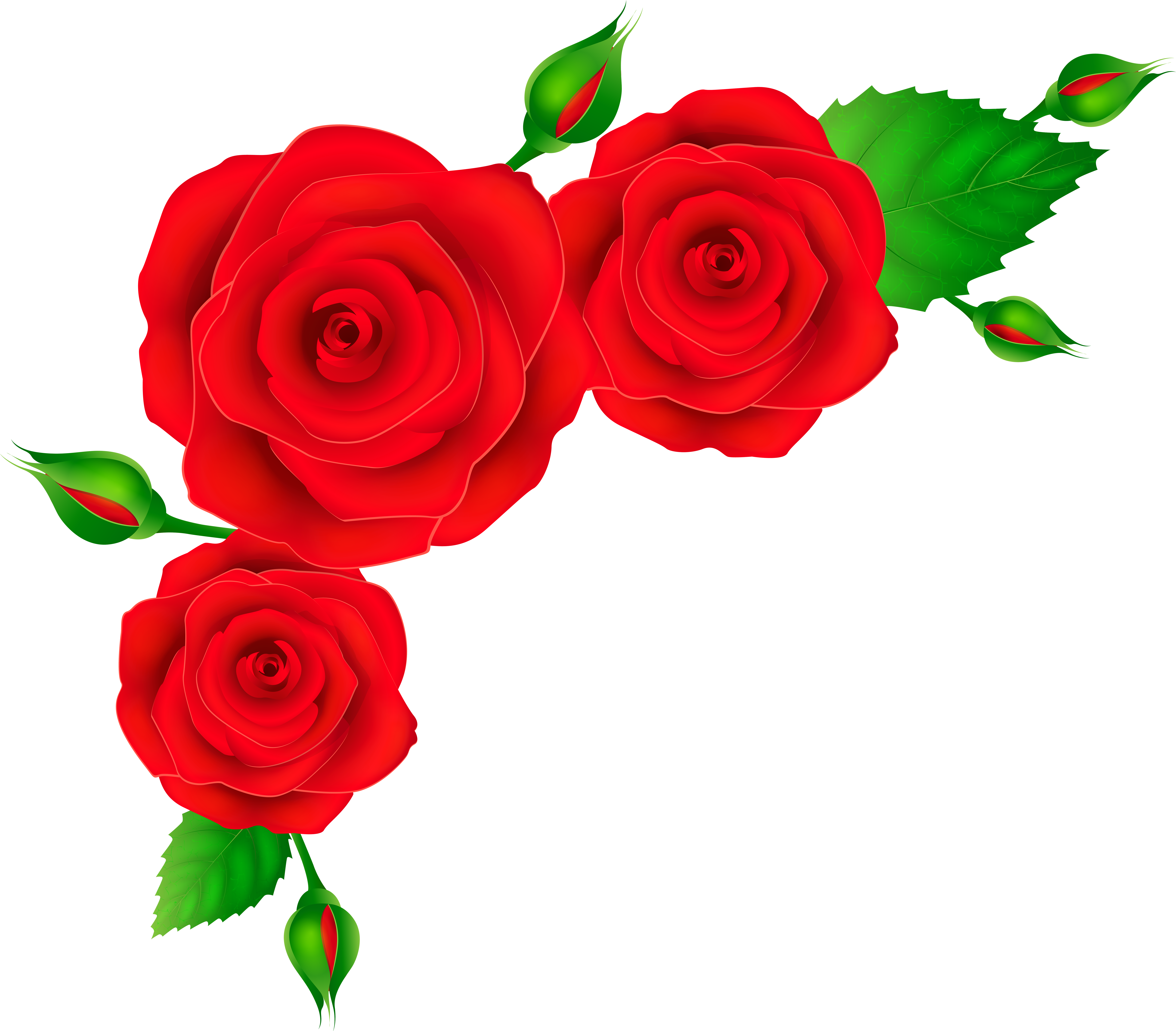 Red Roses Corner Transparent Png Clip Art Image (8000x6705), Png Download