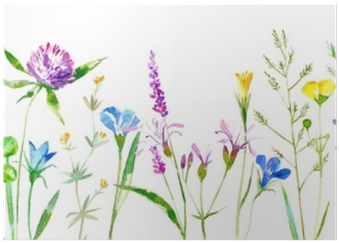 Floral Border Of A Wild Flowers And Herbs On A White - White Background Grass Flower (400x400), Png Download