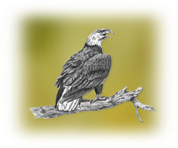Pencil Art - Osprey (400x300), Png Download
