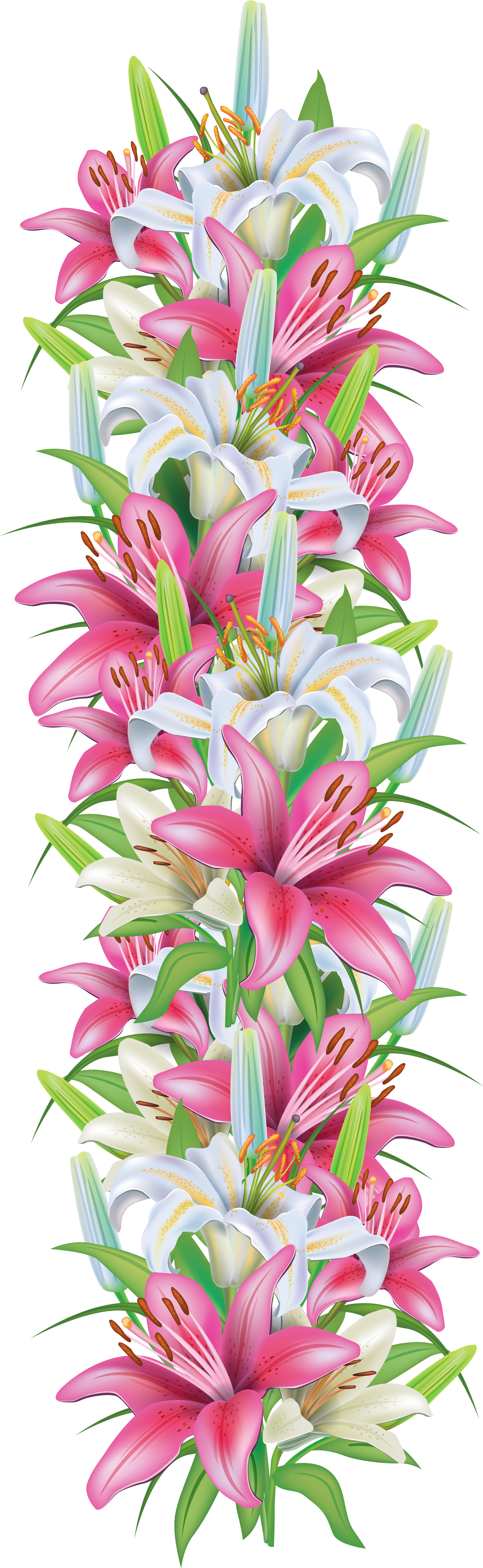 Pink And White Lilies Decoration Border Png Clipart - Lily Flower Border Png (2049x6334), Png Download