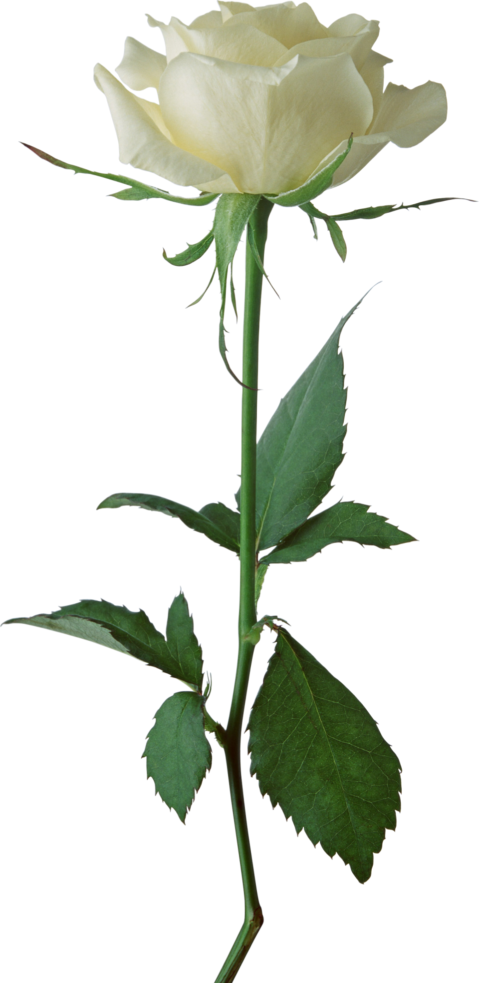 White Rose Transparent - Rose Photo Hd Download (243x500), Png Download