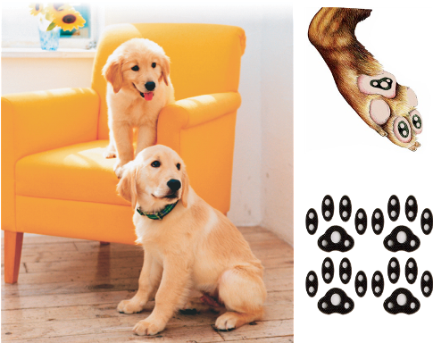 Ultra Thin Material Medical Grade Adhesive - Real Dog Paw Png (485x384), Png Download