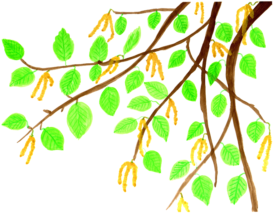 Birch Clipart Watercolor - Comics (958x720), Png Download