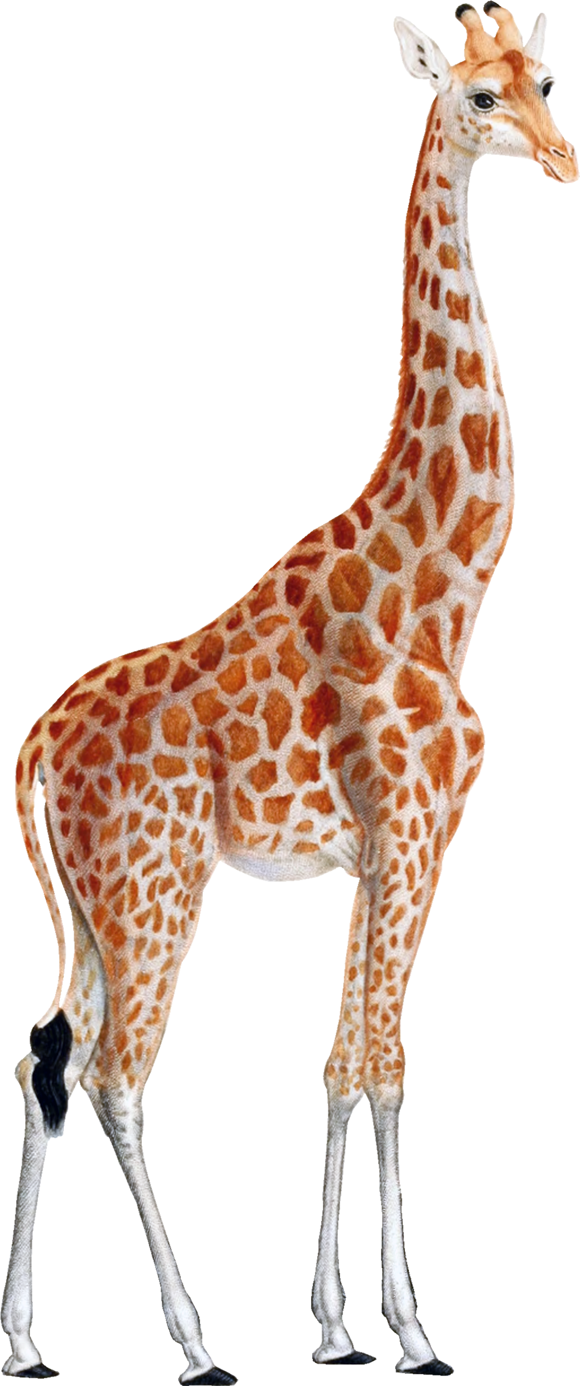 Download Giraffe Png Full Size Png Image Pngkit