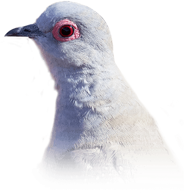 Diamond Doves - Rock Dove (410x449), Png Download