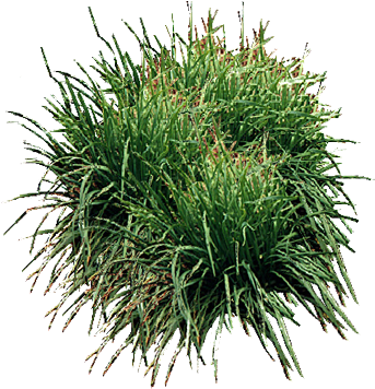 Bamboo - Sweet Grass (374x366), Png Download