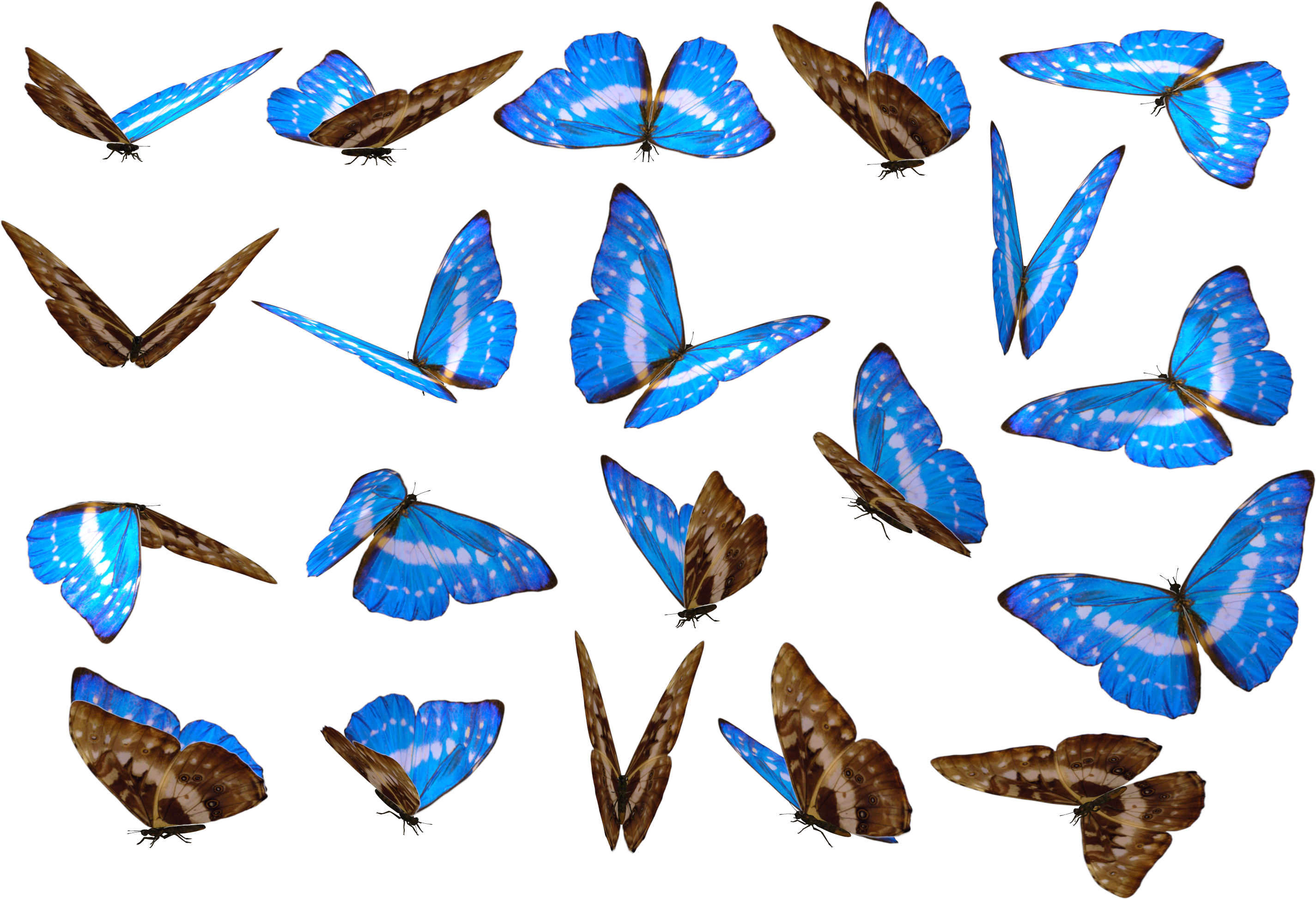 Butterfly Png Unique Background - Butterfly Images Png (960x631), Png Download