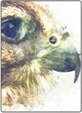 Kestrel Blanket 58"x80" - Paintings Of Kestrel (500x500), Png Download