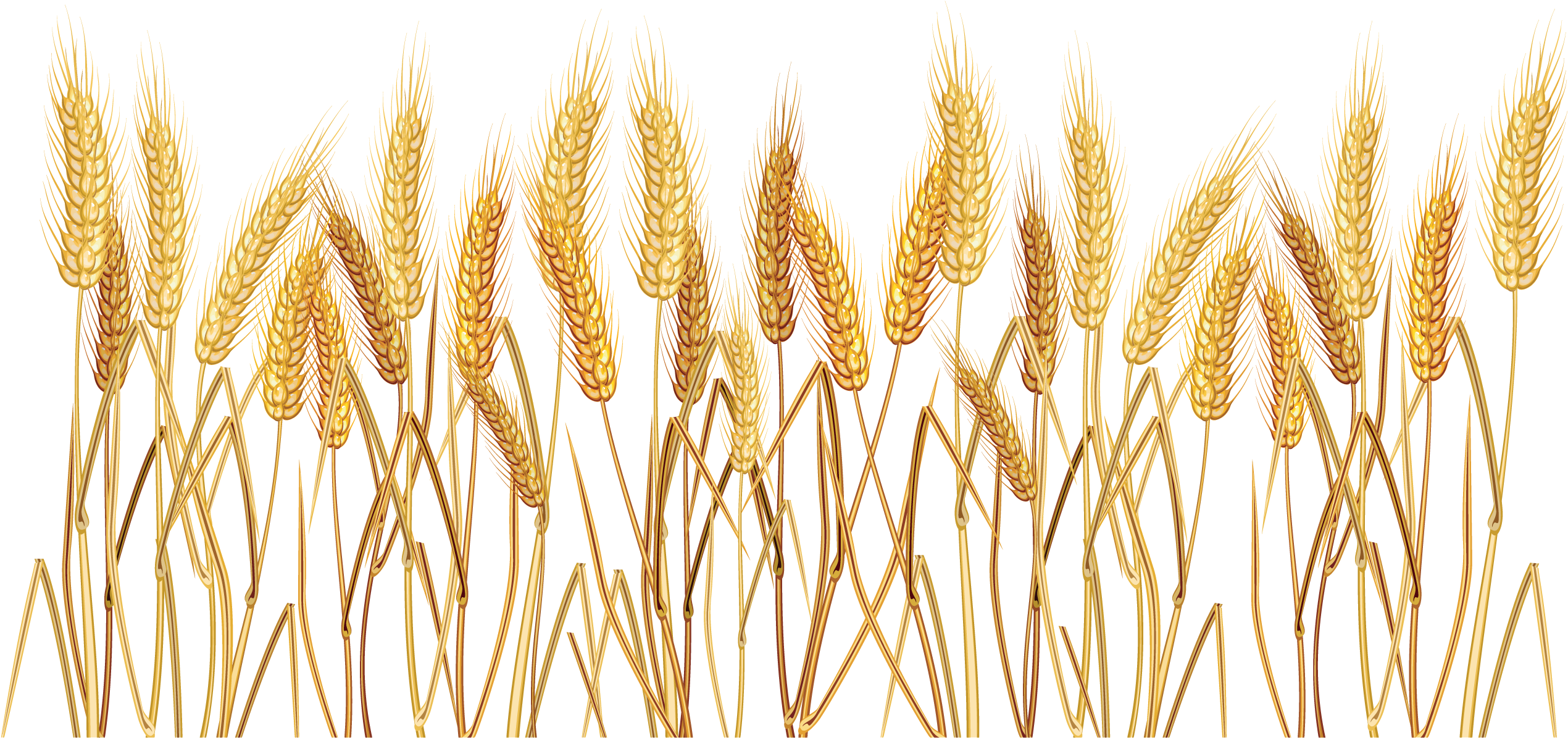 Wheat Cereal Clip Art - Wheat Clipart Transparent Background (1024x637), Png Download