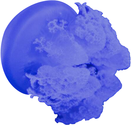 Jellyfish Under Water - Water (487x467), Png Download