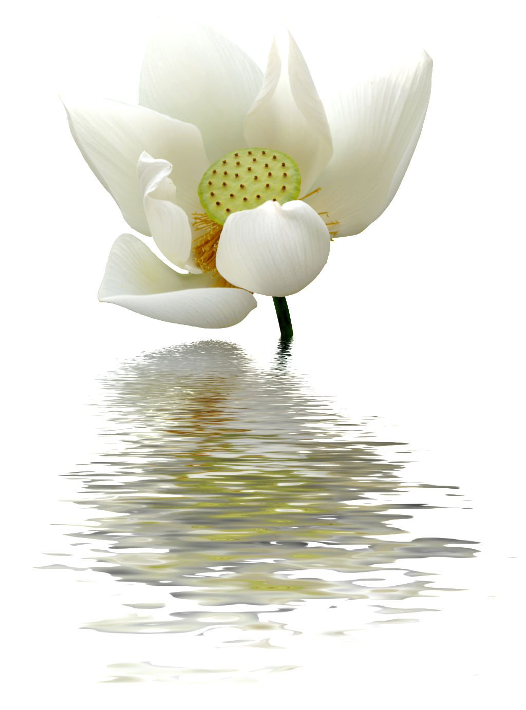 A Lotus Flower Transparent On The Water - Lotus Flowers White Png (1024x1383), Png Download