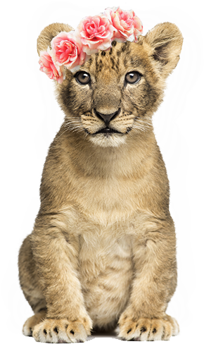 Lioncub Nala - Cb Editing Png Animal (500x500), Png Download