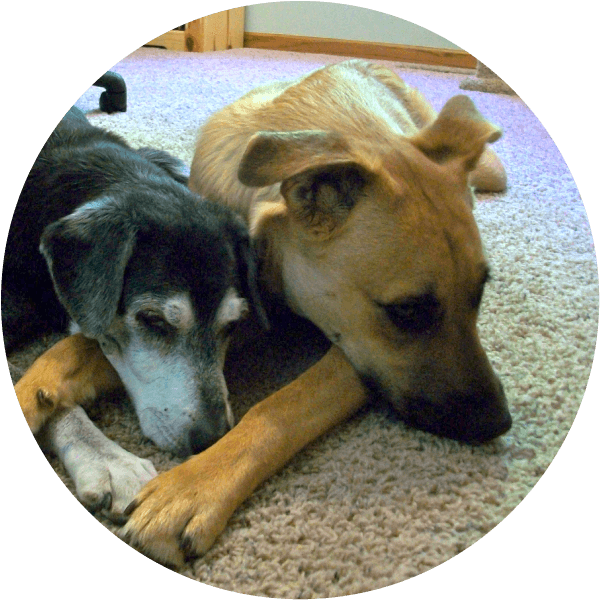 Companion Dog (600x600), Png Download