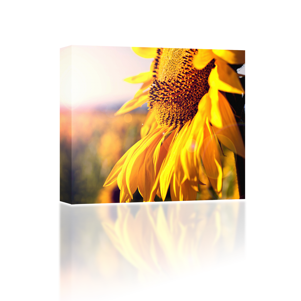 Summer Sun Rays - Rca Led55g55r120q - 55" Led Tv - 1080p (1024x1024), Png Download