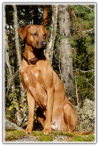 Vizsla (356x519), Png Download