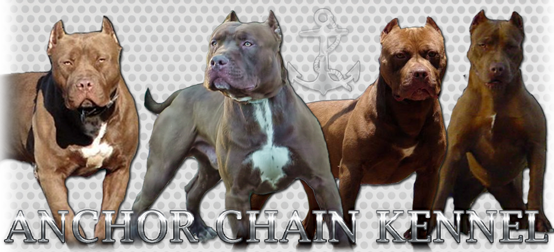 American Pitbull Terrier Kennels (1100x500), Png Download