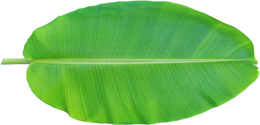 Leaf Musa Basjoo Xd - Banana Leaf Clipart Png (1000x600), Png Download