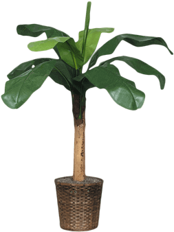 Silk Baby Banana Tree - Brook Furniture Rental (648x432), Png Download