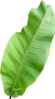Ensete (290x486), Png Download