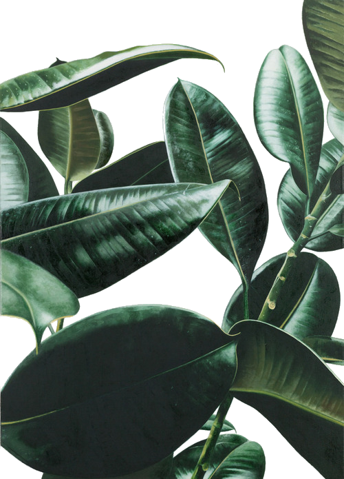 Tumblr Mvn2oickif1svwlszo1 500 (500x695), Png Download