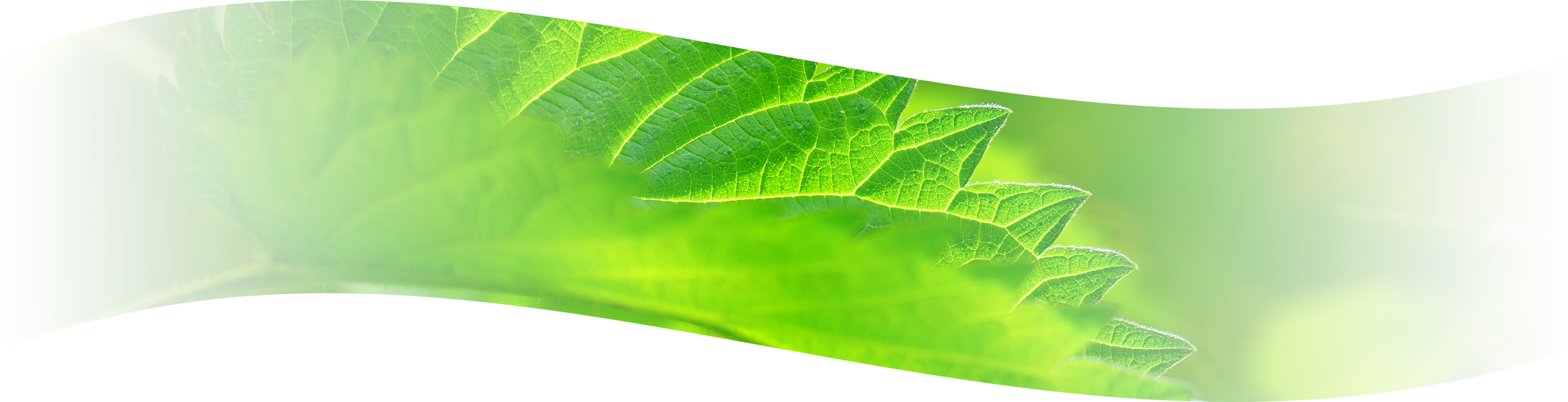 You Can Wrap Things Like Fish And Other Meats In Wild (2340x600), Png Download