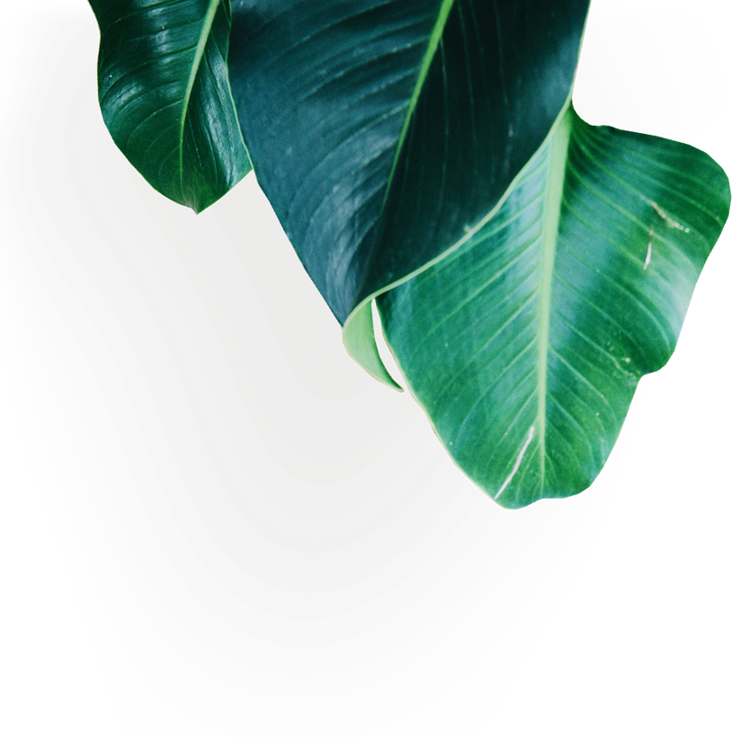 Banana Family (814x820), Png Download