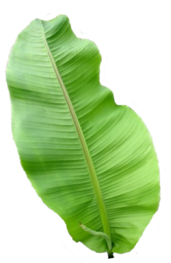 Banana Leaves Transparent Png (335x413), Png Download