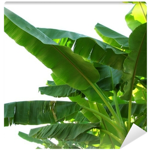 Banana Leaves (400x400), Png Download