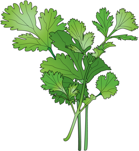 Cilantro - Parsley (1024x668), Png Download