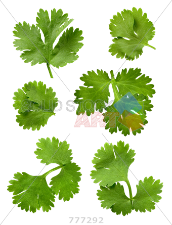 Png Stock Photo Of - Diferencia Entre Perejil Y Culantro (340x445), Png Download