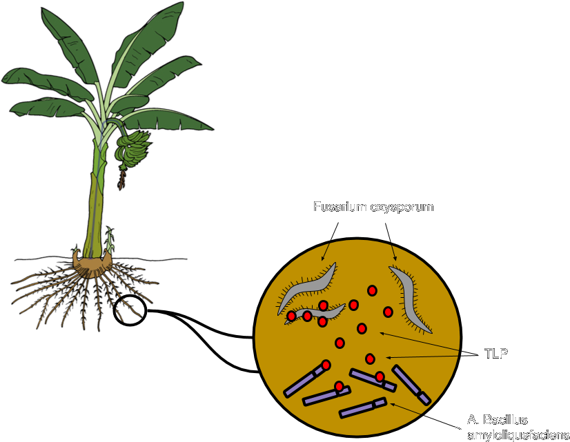 Bacillus Amyloliquefaciens, A Bacterium That Grows - Banana (832x664), Png Download