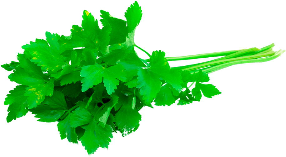 Cilantro Emm 500 Slobolt - Koriander (1000x608), Png Download