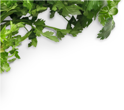 Chalkboard Cilantro Bunch - Food (550x400), Png Download