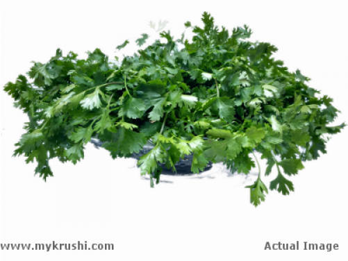 Coriander Leaves - Parsley (500x500), Png Download
