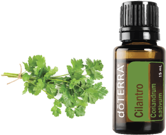 Doterra Tea Tree Uses (504x520), Png Download