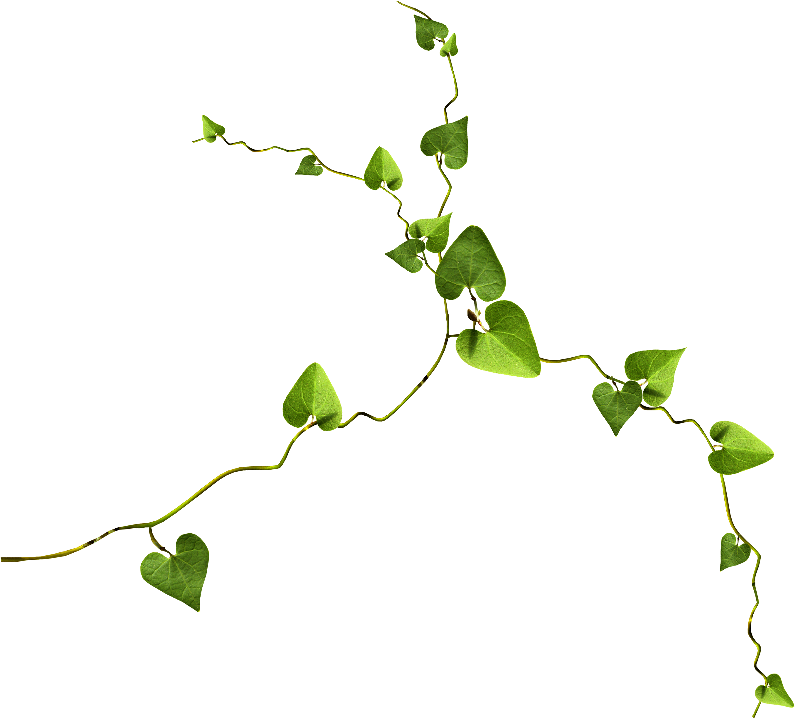 0 1f17e2 1eaf19fc Orig - Branch (2800x2500), Png Download