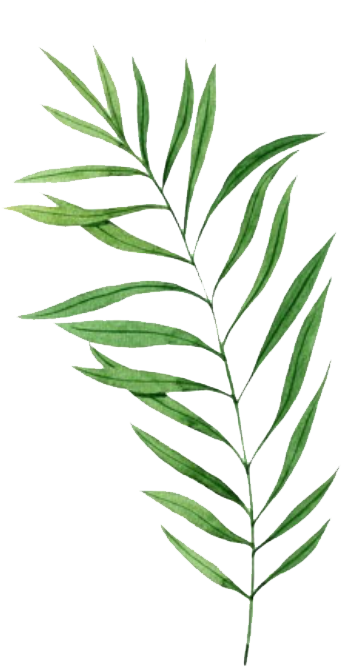 Leaf9 - Illustration (583x741), Png Download