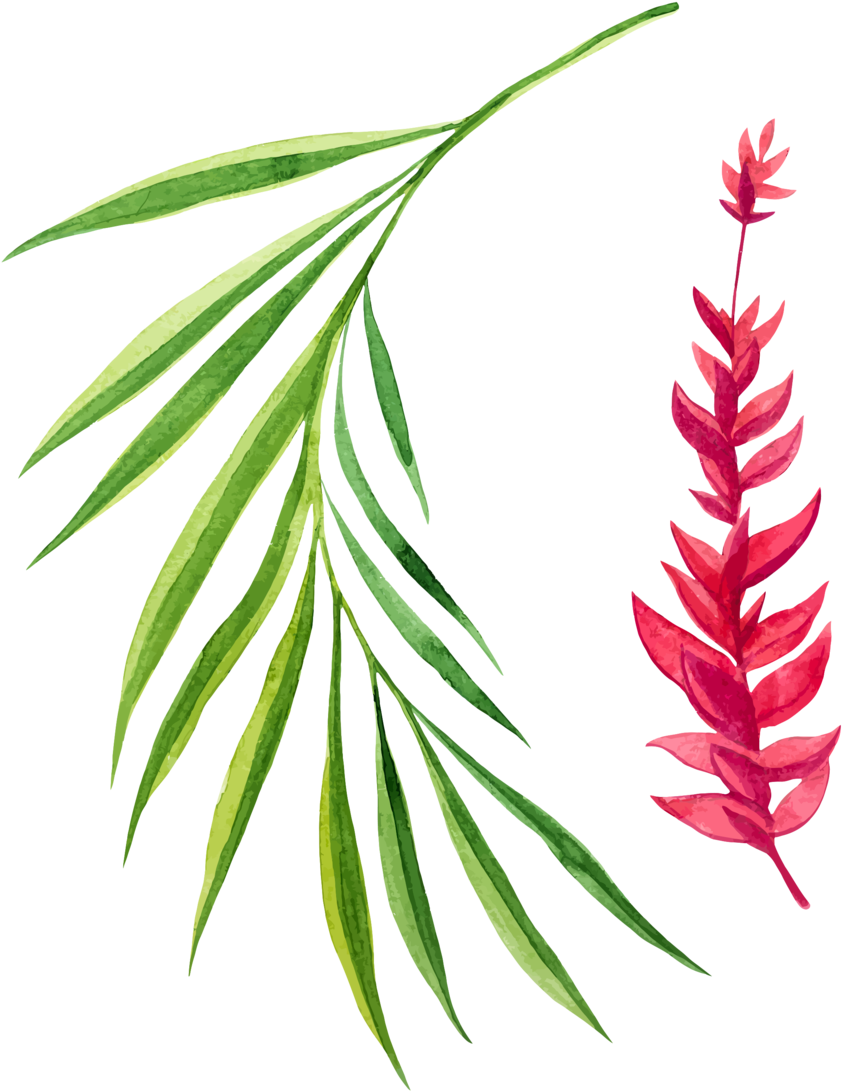 Leaf10 - Stock Illustration (1000x1193), Png Download