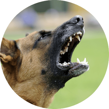 Does Your Dog Turn Into A Demon When He Sees Dogs Or - Varg Nordic Flora Pt 3 (359x359), Png Download