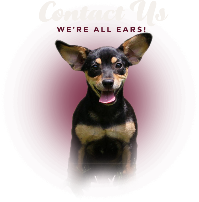 Contact Us We're All Ears - Pražský Krysařík (665x673), Png Download