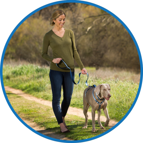 Halti Walking Demo - Company Of Animals Coa-hl034 H (480x479), Png Download