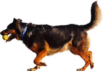 People Png 11 - Dog Playing With Ball Png (445x300), Png Download