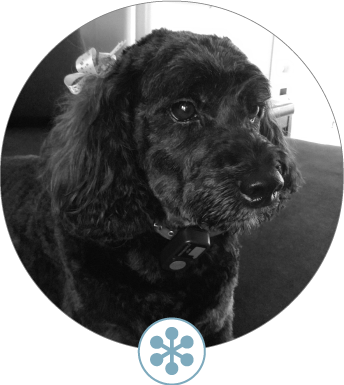 Your Designer - Bob - Cocker Spaniel (344x385), Png Download