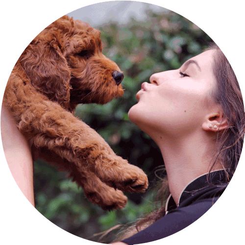 Labradoodle (500x500), Png Download